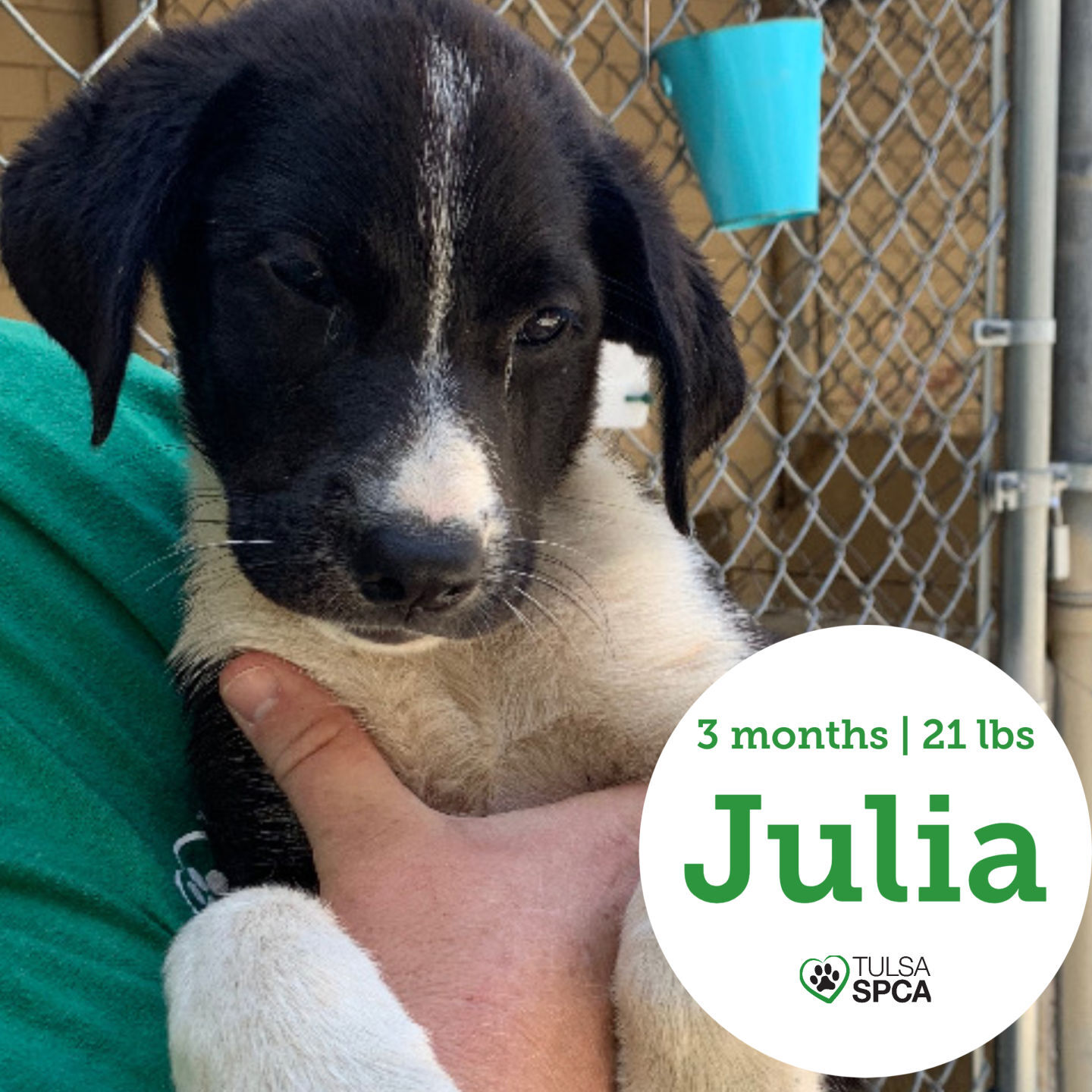 Julia